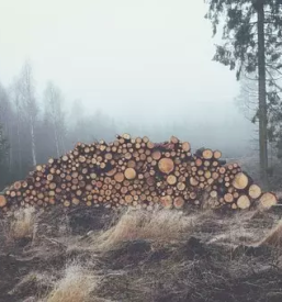 Secnja spravilo in transport lesa slovenke konjice