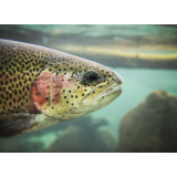 Ribogojnica Šturmovci, Dušan Hrga s.p.