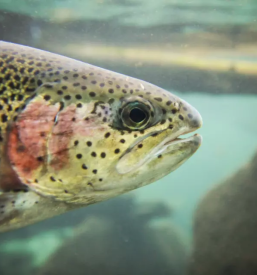 Ribogojnica sturmovci