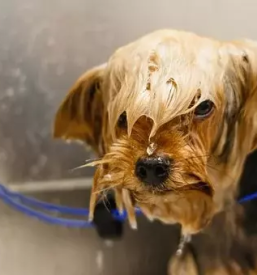 Ugodno strizenje psov prevalje