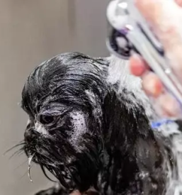 Ugodno strizenje psov prevalje