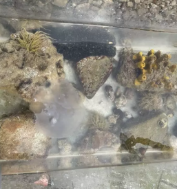 Vpis v osnovno solo slovenke konjice