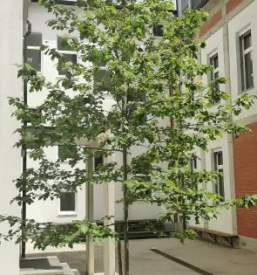 Vpis v osnovno solo slovenke konjice