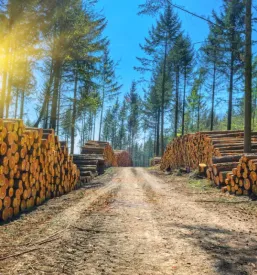 Secnja odkup in spravilo lesa slovenska bistrica