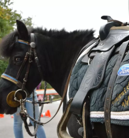 Sola jahanja velenje savinjska