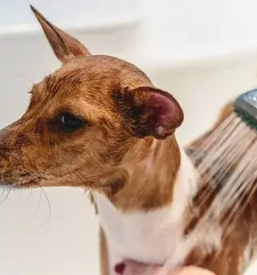 Strizenje psov koroska