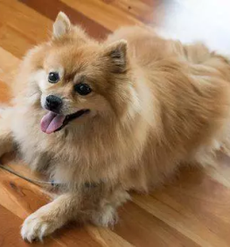 Strizenje psov koroska