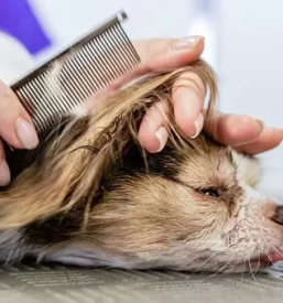 Strizenje psov koroska