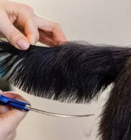 Strizenje psov koroska