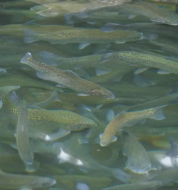 Sveze ociscene ribe maribor