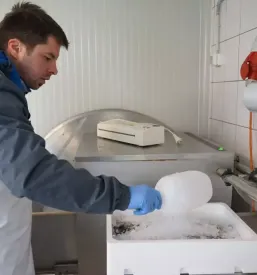 Sveže očiščene ribe v Mariboru