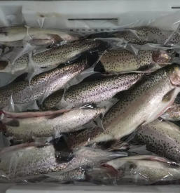 Sveze ociscene ribe maribor