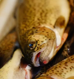 Sveze ociscene ribe maribor