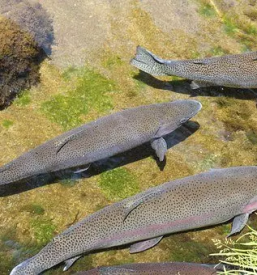 Ugodna prodaja in dostava postrvi stajerska