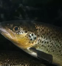 Ugodna prodaja in dostava postrvi stajerska