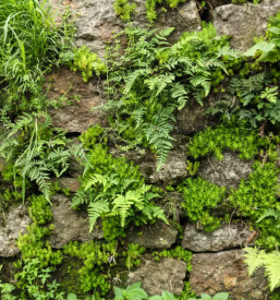 Ugodno tlakovanje kranj