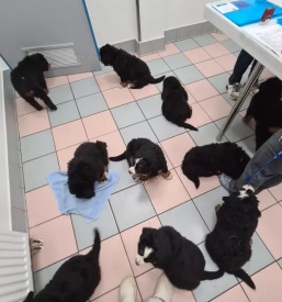 Veterinarska klinika Ljubljana