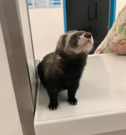 Dober veterinar ljubljana bezigrad