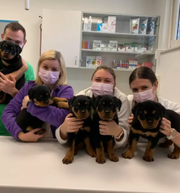 Dober veterinar ljubljana bezigrad