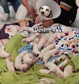 Dober veterinar ljubljana bezigrad