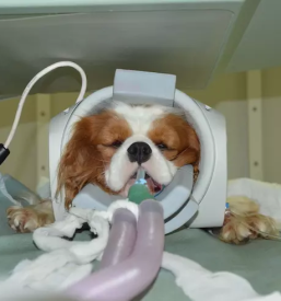 Dober veterinar ljubljana bezigrad