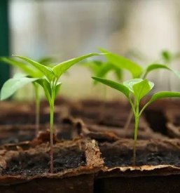 Grm novo mesto center biotehnike in turizma kmetijska sola grm biotehniska gimnazija