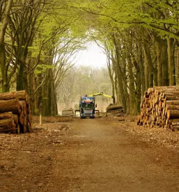 Posek lesa bela krajina