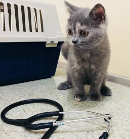 Dežurni veterinar Velenje