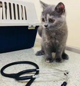 Dežurni veterinar Velenje