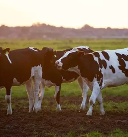 Ambulanta za živali Velenje