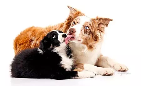 Veterinarska ambulanta Velenje