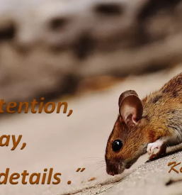 Online delavnice za osebno rast slovenija