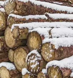 Posek in spravilo lesa italija