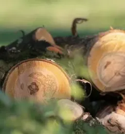 Posek in spravilo lesa italija