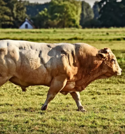 Osemenjevanje Preska, Medvode