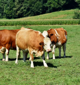 Veterinarska ambulanta in osemenjevanje Preska, Medvode