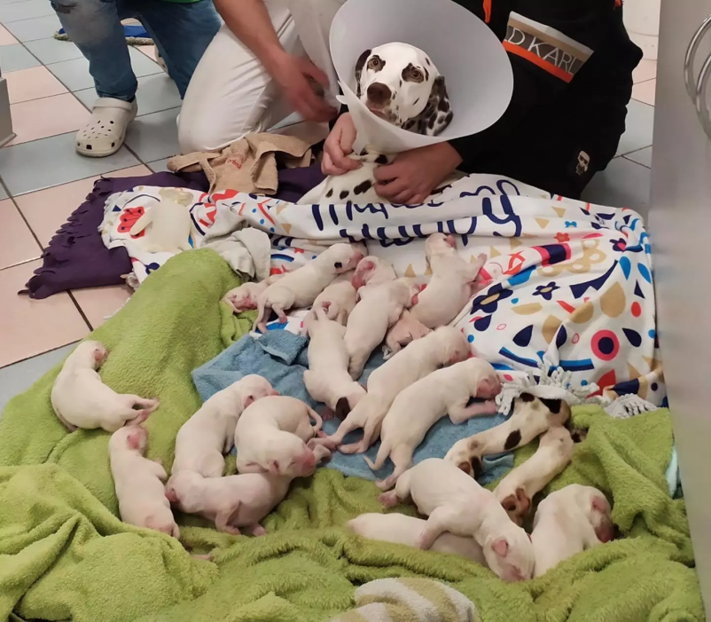 Veterinarska klinika in trgovina za male živali Ljubljana, Bežigrad