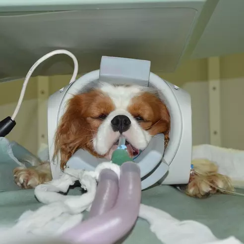 Obiščite dobro veterinarsko kliniko in trgovino za male živali v Ljubljani, Bežigradu