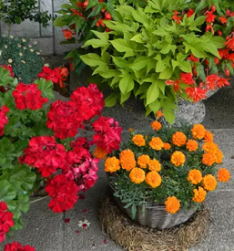 Vrtnarstvo in cvetlicarna sevnica