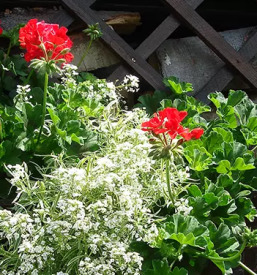 Vrtnarstvo in cvetlicarna sevnica