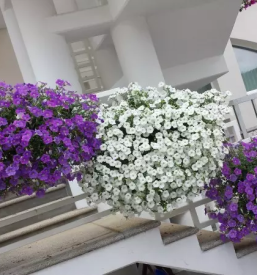 Vrtnarstvo in cvetlicarna sevnica