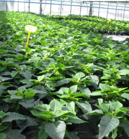 Vrtnarstvo in cvetlicarna sevnica