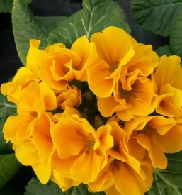 Vrtnarstvo in cvetlicarna sevnica