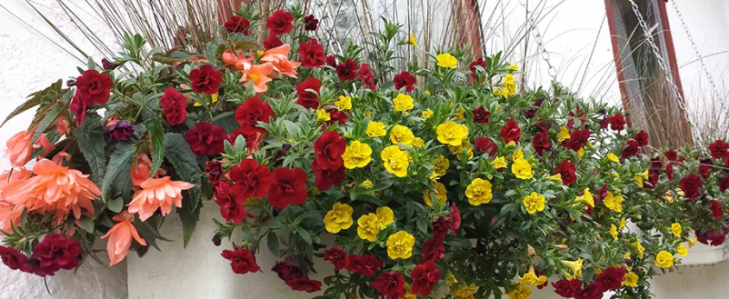 Vrtnarstvo in cvetličarna Sevnica 