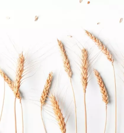 Kvalitetno piscancje meso v sloveniji