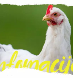 Kvalitetno piscancje meso v sloveniji