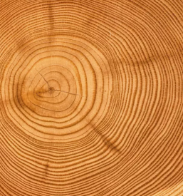 Odkup in prodaja ugodne hlodovine osrednja slovenija