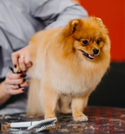 Pasji salon trebnje in okolica