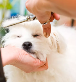 Pasji salon trebnje in okolica