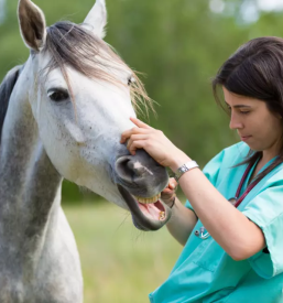Terapija in delavnice s konji metlika